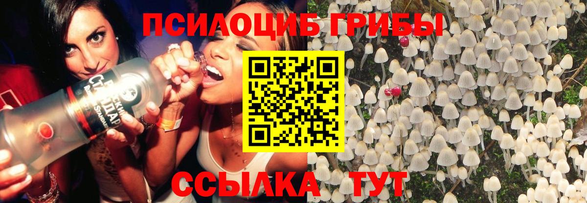 Псилоцибиновые грибы мицелий Новодвинск